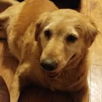 Toby Willis - @four_legged_fitness - Instagram