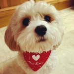 Toby Willis (Little Lamb) - @toby_tubs_cavapoo - Instagram