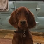 Toby Wright - @toby.theirishsetter - Instagram