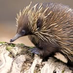 Toby Wright, - @animalfreak121 - Instagram