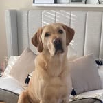 Todd The Aberdeenshire Labrador - @toddtheaberdeenshirelabrador - Instagram