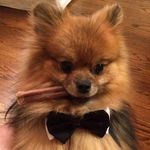 Todd Adler - @ddotrelda - Instagram
