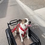Todd Augustine - @toddaugustine911 - Instagram