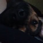 Bear Todd - @bear_todd_ - Instagram