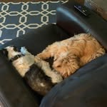 Todd & Bear - @todd_bear_rhoades - Instagram
