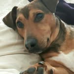 Todd bear - @mrtoddybear15 - Instagram