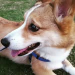 Todd Bear 🐻 - @southernfriedcorgi - Instagram