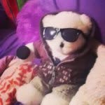 Todd The Bear - @toddcoolbear - Instagram