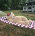 Todd The Bear - Facebook