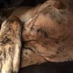 Todd Beatty - @wurlisurss - Instagram