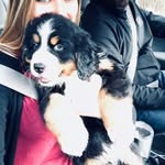 Todd first of his name - @todd.the.berner - Instagram