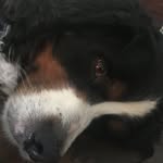 Todd - @todd_the_berner - Instagram