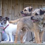 Todd, Bertie & Lily 🏴󠁧󠁢󠁳󠁣󠁴󠁿 - @toddbertielily - Instagram