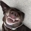 Toddbjerke2 - @toddbjerke1 - TikTok