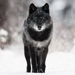 Todd Blanton - @wulf19004 - Instagram