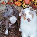 Todd & Blue - @theaussieandthepit - Instagram