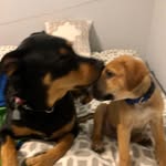 Todd and Blue - @toddandblue - Instagram