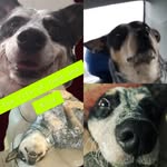 Todd and Blue - @todders_blue_life - Instagram