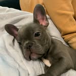 Todd - @todd_the_blue_frenchie - Instagram