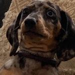 Todd Bone The Dapple Dachshund - @big_weiner_todd - Instagram