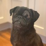 Todd Boucher - @cocoa_love_pug - Instagram