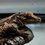 Todd Boudreau - @uthuiduwe - Instagram
