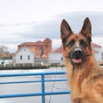 Todd Brown - @tess_my_gsd - Instagram