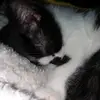 TheToddBunch - @thetoddbunch - TikTok