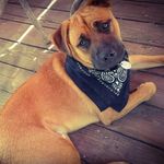 Todd Butt 🐾 - @toddbutt23 - Instagram