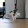 1234567890 - @toddmcahill - TikTok
