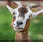 🐐🐐🐐 - @todd_cantwell_everyday_.co - Instagram