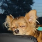 *Chihuahua* - @chewbacca_todd - Instagram