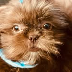 Todd Chewie - Shih Tzu - @toddchewie - Instagram