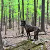 Coles squirrel dogs Todd Coles - @todd_coles - TikTok