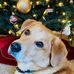 Todd Corcoran - Facebook