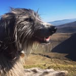 Colonel Camper + Toddy Lurcher - @4wheels_4paws_4feet - Instagram
