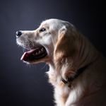 Todd 🐶 - @todd.ofdarlingdog - Instagram