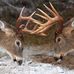 Todd Dinges - Facebook