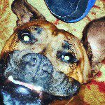 Todd Dobbs - @toddaustin87 - Instagram