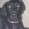 todddodge0 - @todddodge0 - TikTok