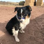 Todd Dorman - @todd.thebordercollie - Instagram