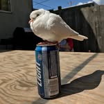 Todd the Dove - @turtledovetodd - Instagram