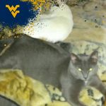 Todd Downey - @mountaineerreptiles - Instagram