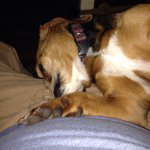 Todd Martha Dudley - @baileysailormaggiesadie - Instagram