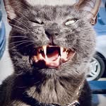 Todd Durham - @itsmaximcat - Instagram