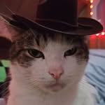 @todd._.edgar.the.cat - Instagram