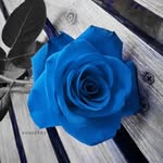 Engel - @julia_todd_engel - Instagram