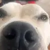 toddlengel - @toddlengel - TikTok