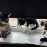 Todd, Florence, Freddie, Fifi, Arthur, Frankie & Rupert - @wingrove_whiskas_club - Instagram