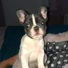 ToddFox - @jalenkofwmm - TikTok